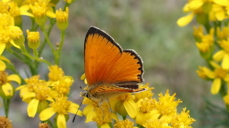 Farf.2 - Melitaea didyma e Lycaena virgaureae